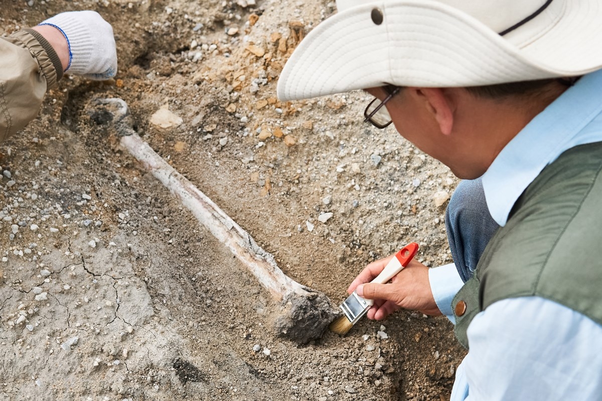 遺跡 発掘 バイト