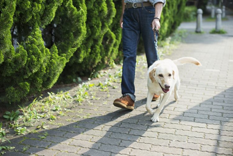 犬好きが高じて、ペットシッターを始めた人も。無資格でも始められるが、愛犬飼育管理士資格があると有利になるといい、講座受講代と試験代で2万円ほどかかるが最短1日で取得できる（イメージ）