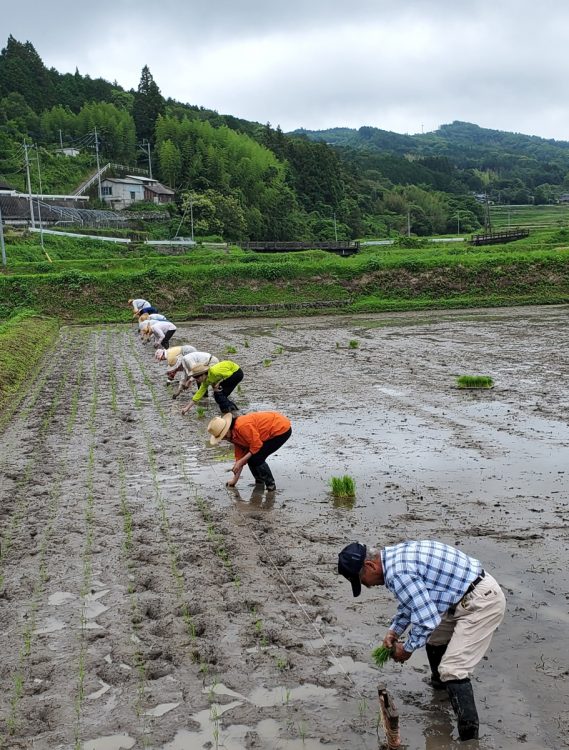 「近所の方に協力してもらい、田植えをしました。田植機も使いますが、昔ながらの手植えも体験」