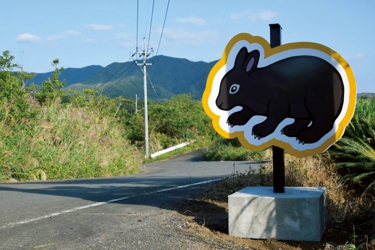 アマミノクロウサギが道路に飛び出してくる地域では看板も