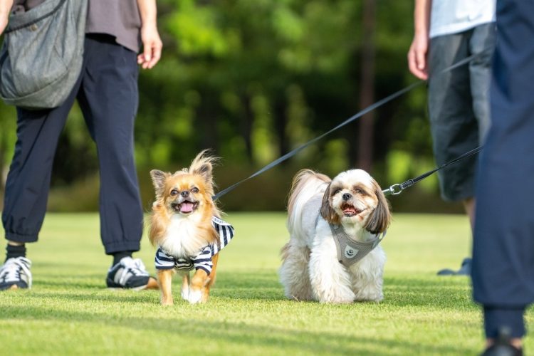 友達のシーズー犬と散歩中のチワワ（イメージ）