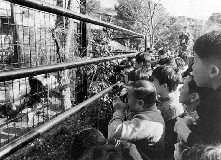 東京・上野動物園で公開されたパンダを見る人たち（1972撮影／共同通信社）