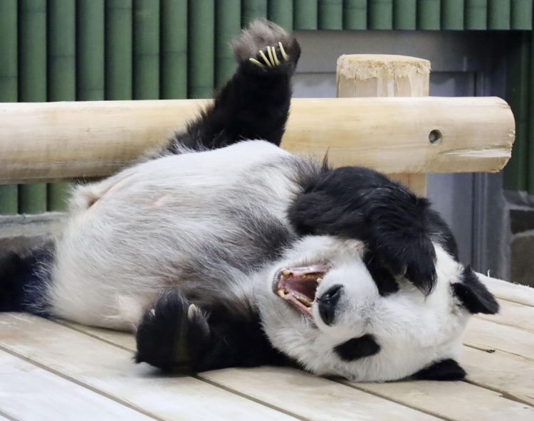 3月に亡くなった王子動物園のタンタンは「神戸のお嬢様」として親しまれた（写真／共同通信社）