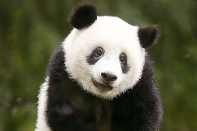 パンダがつないだ日本と中国の歴史を振り返る（上野動物園で2018年に撮影されたシャンシャン。共同通信社）