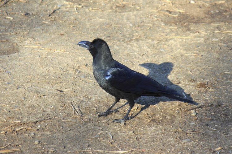 カラスの襲撃にどう対抗するか（写真：イメージマート）