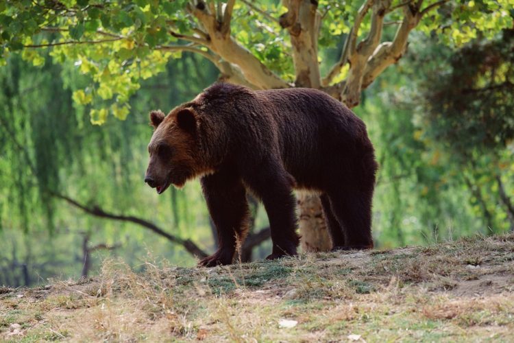 動物の出没が予想される場所での運転には要注意（写真：イメージマート）