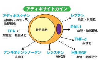 【肥満と生活習慣病の関係】内臓脂肪が蓄積するとさらに太るという悪循環　肥満による慢性炎症を防ぐには「腹七分目」を心がける【医師が解説】