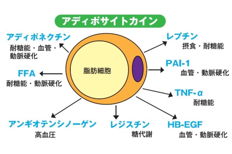 内臓脂肪が大量に蓄積すると悪玉アディポサイトカインが大量に分泌される（イラスト：タナカデザイン）