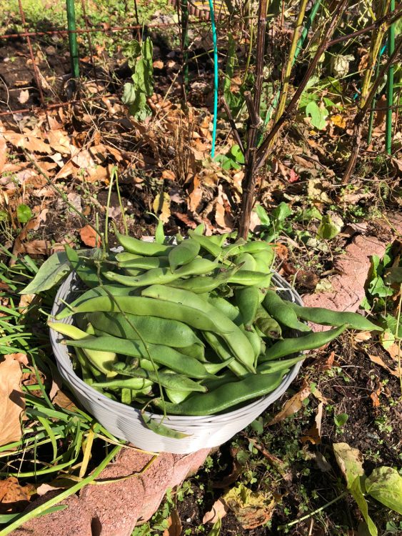 念願だった家庭菜園で「花豆」を栽培。自分たちで収穫した野菜の味は格別だという