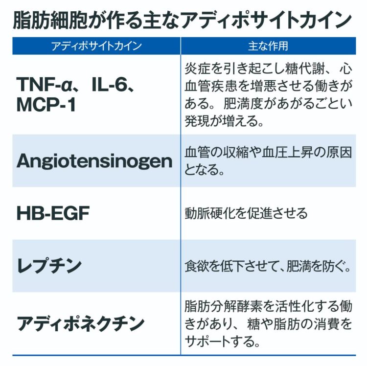 悪玉と善玉があるアディポサイトカインの特性を知ることが重要