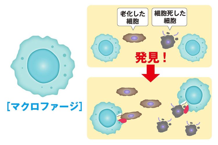マクロファージは老化した細胞などを食べて掃除をするため「貪食細胞」と呼ばれる（イラスト：タナカデザイン）