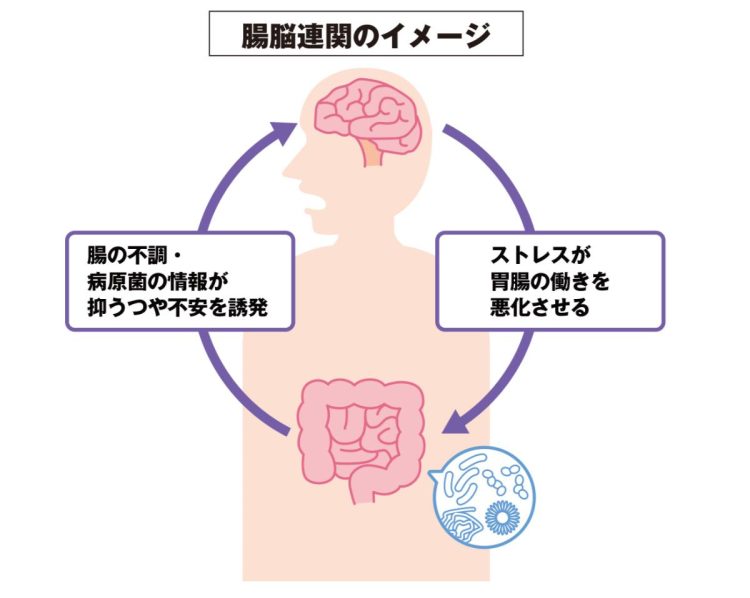 腸と脳は密接に連携し、影響を及ぼし合う