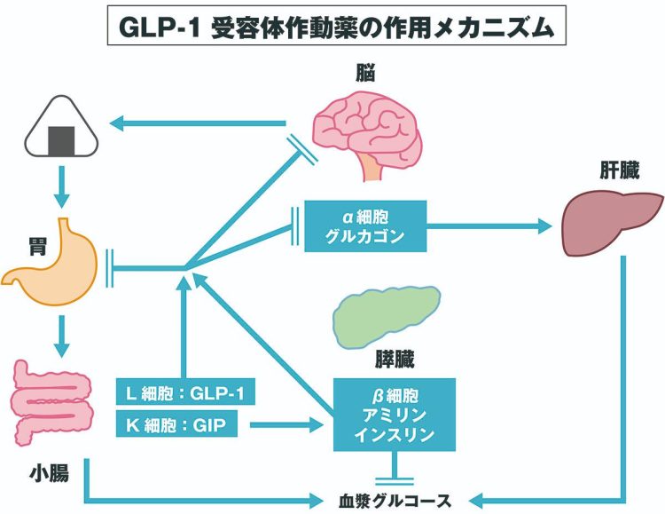 小腸内のL細胞とK細胞でそれぞれつくられるGLP-1およびGIPがすい臓のβ細胞に作用してインスリンの分泌をうながす。さらに脳に作用して満腹感をもたらす